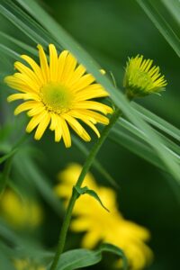 40代の顔たるみ悩みに効果的な美容液はどれ？