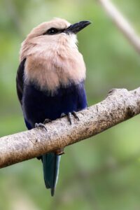 美顔器を使って頬上がる実感を得る方法は？